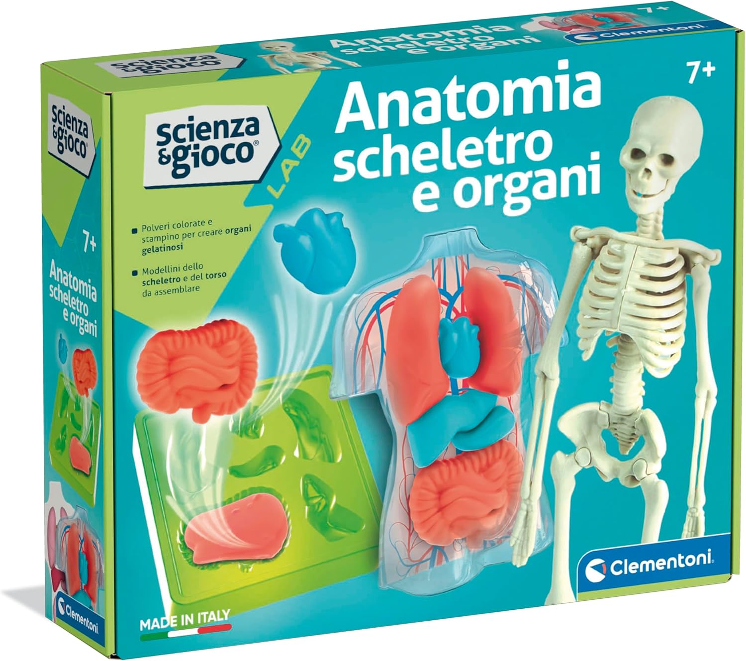 7afaa8fb162ca6a39fe9a2fd857a9c4b Clementoni Anatomia - Scheletro e Organi - immagine 1